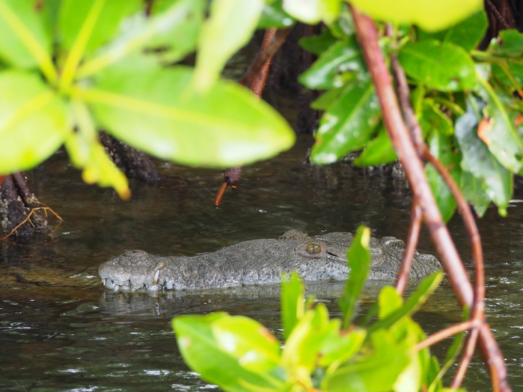 Rio Lagartos 5 coccodrilli e altra fauna a rio lagartos