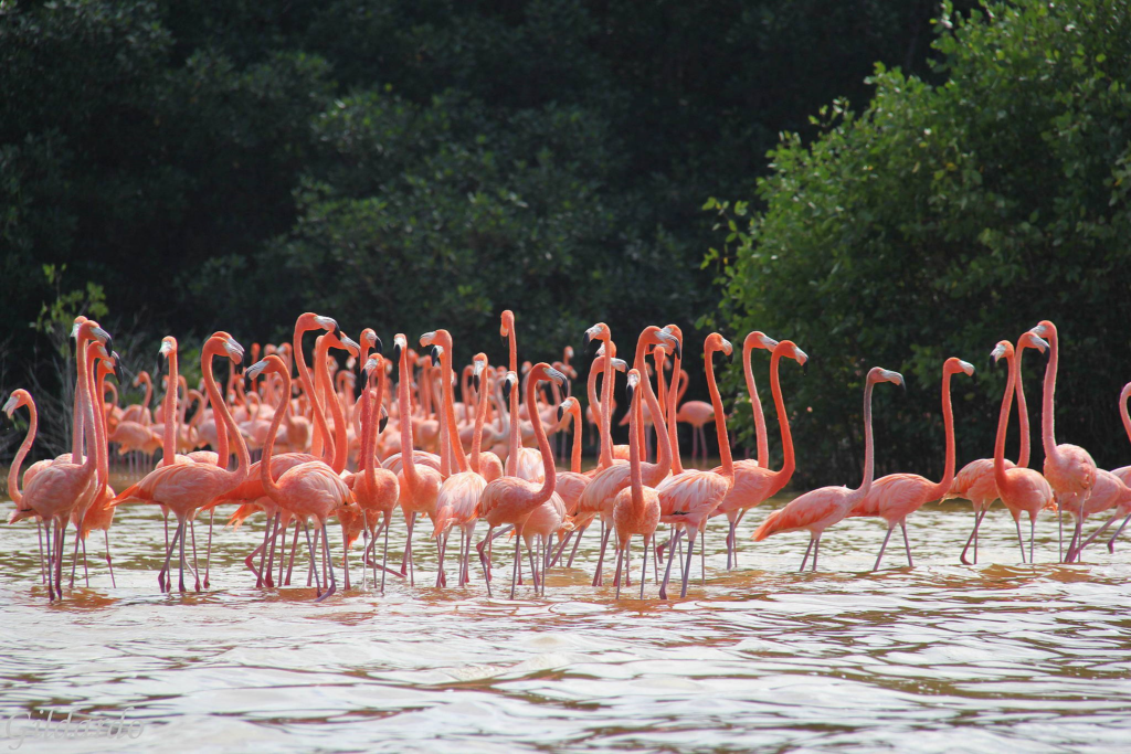 Rio Lagartos 2 fenicotteri rosa a rio lagartos